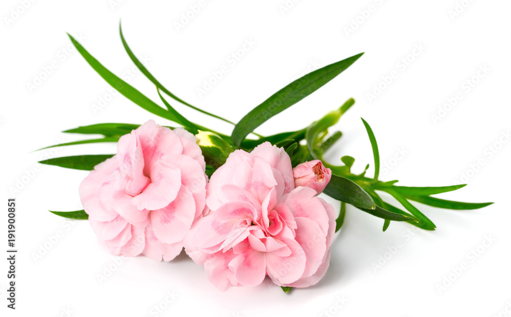 fresh pink carnation flowers isolated on white