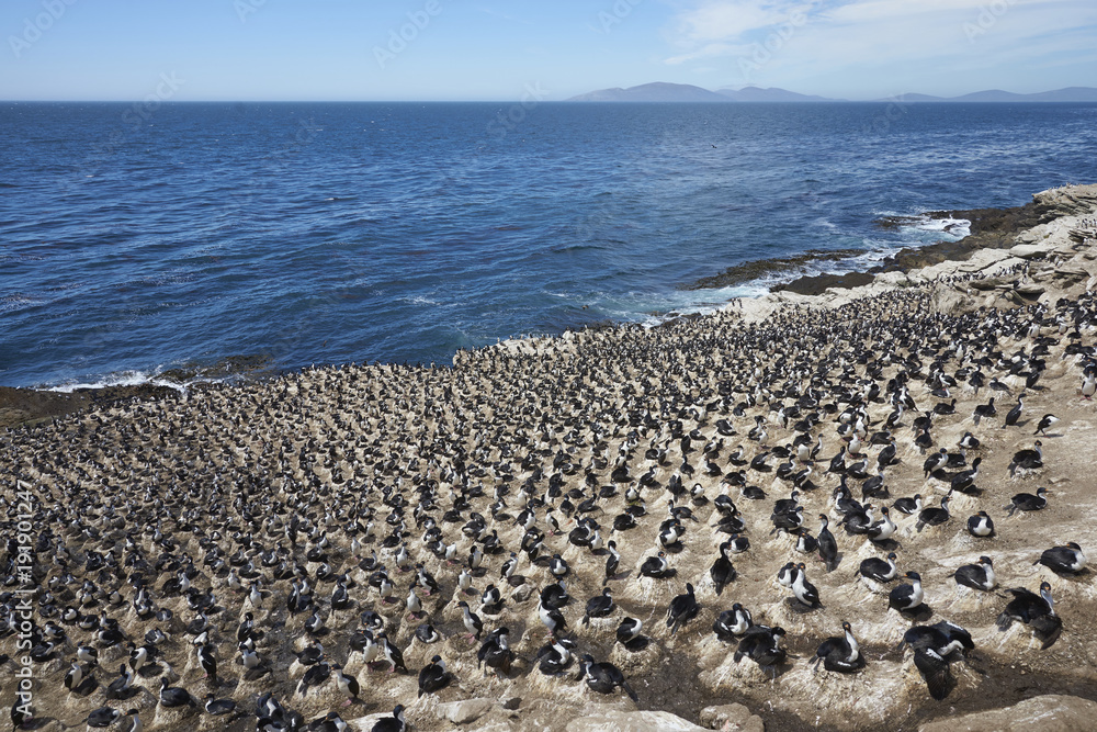 Large breeding colony of Imperial Shag (Phalacrocorax atriceps albiventer) on the coast of Carcass Island in the Falkland Islands.                               