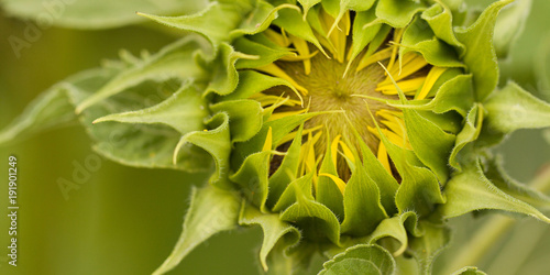 blooming unusual and beautiful sunflower bud