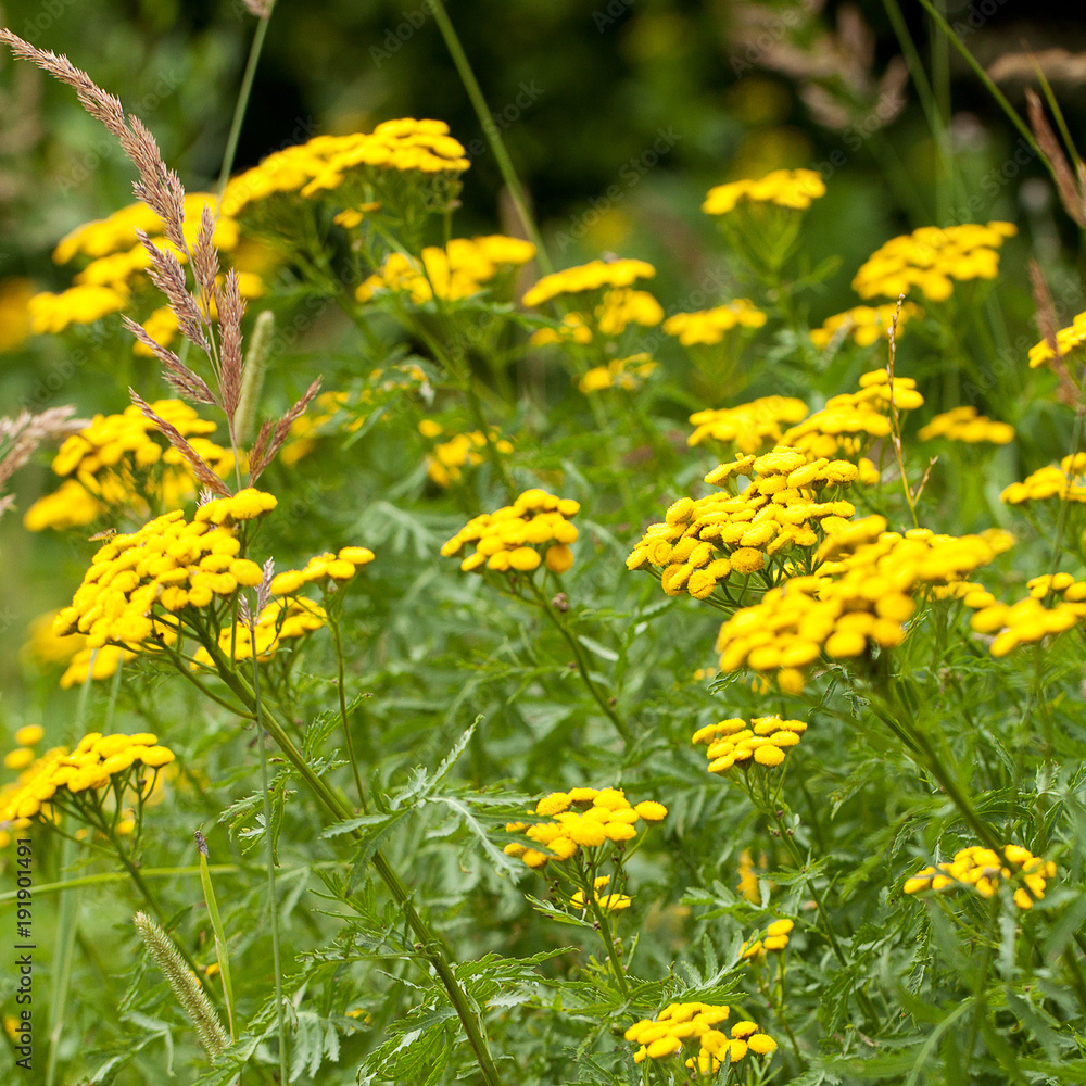 flowering plant tansy in a summer field or in a meadow with bright yellow flowers flowering plant tansy in a summer field or in a meadow with bright yellow flowers