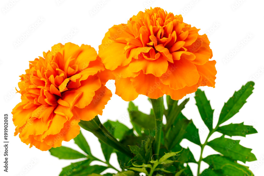 fresh orange marigold flowers isolated on white fresh orange marigold flowers isolated on white