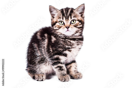 Fototapeta Naklejka Na Ścianę i Meble -  Scottish Straight kitten with gift box on white background. pet and domestic animal.