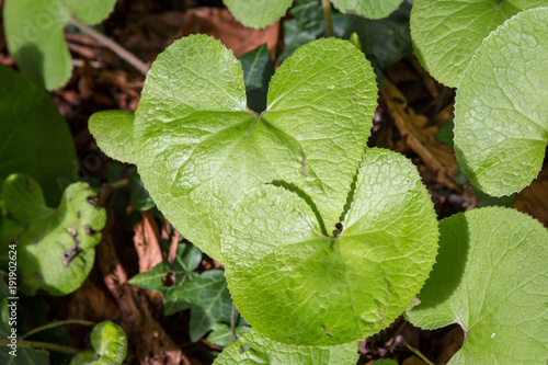 Ivy Leaves