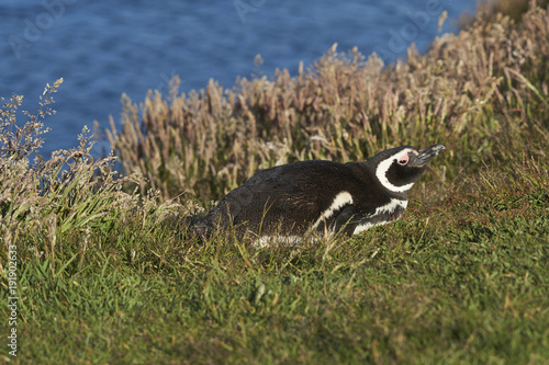 Magellanic Penguin (Spheniscus magellanicus) lying in the grass on the coast of Carcass Island in the Falkland Islands.