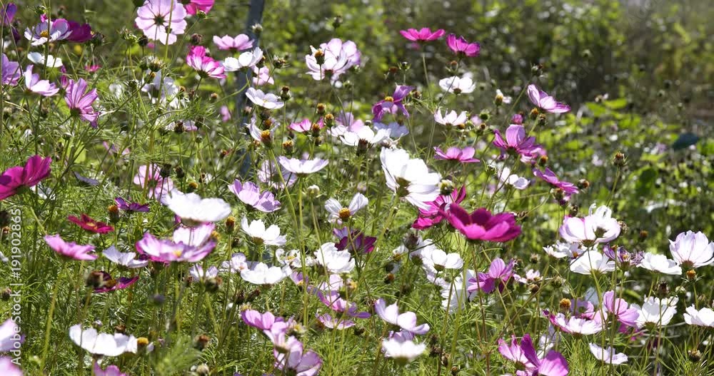 Cosmos flower field Cosmos flower field