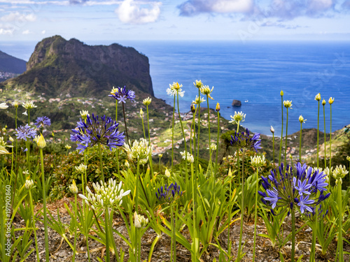 Madeira flowers in the Northern Coast
