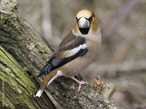 Hawfinch, Coccothraustes coccothraustes photo