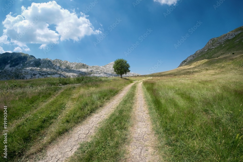 Tire Tracks And Lonely Tree In Montenegro Mountain