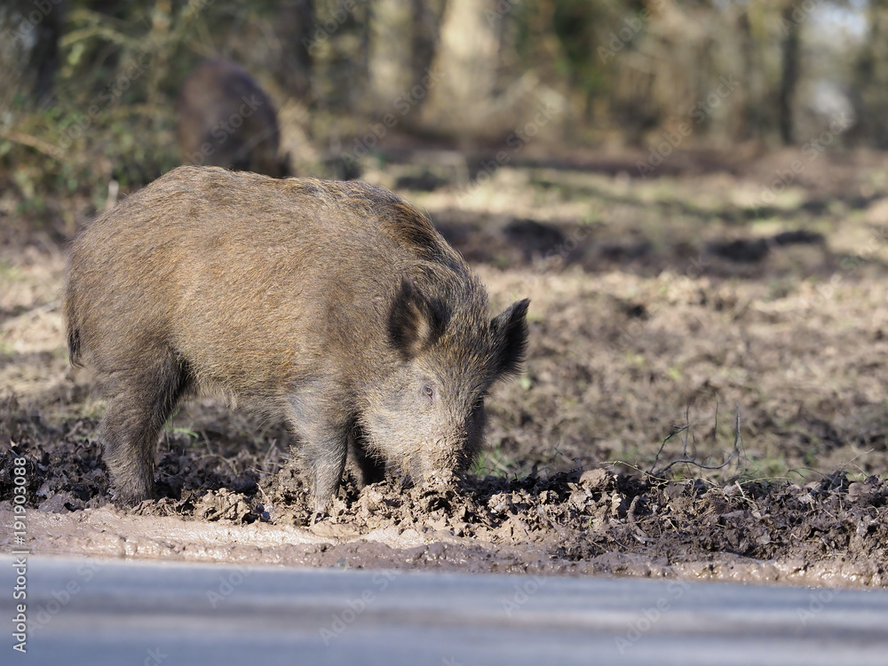 Wild boar, Sus scrofa Wild boar, Sus scrofa