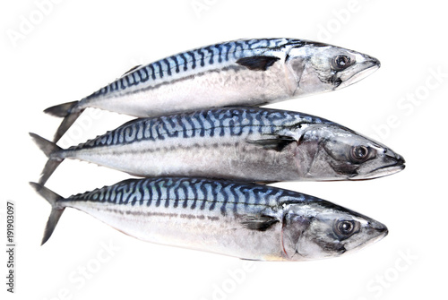 Mackerel raw fishes isolated on white.