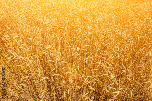 backdrop of ripening ears of yellow wheat field on the sunset cloudy orange sky background photo