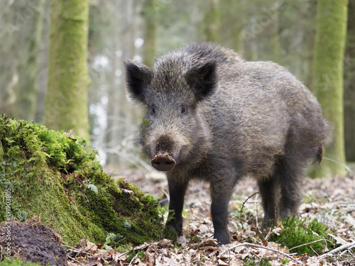 Fotografi Wild boar, Sus scrofa