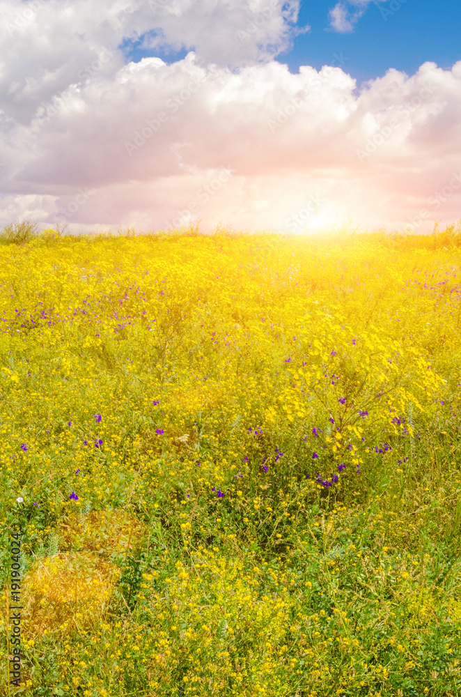 Obraz premium Summer day. colorful flowers with blue sky with clouds