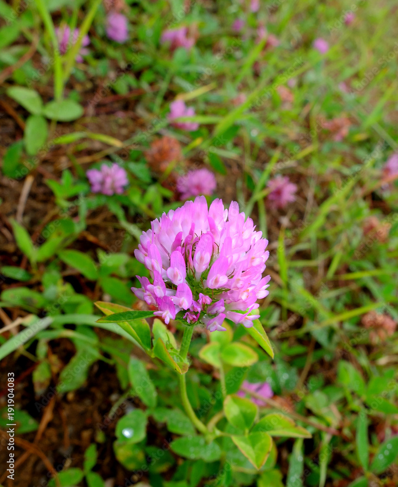 Clover flower on the meadow up close Clover flower on the meadow up close