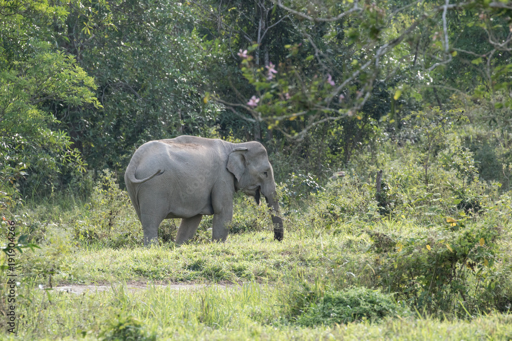 Naklejka premium Asiatic Elephant is big five animal in asia