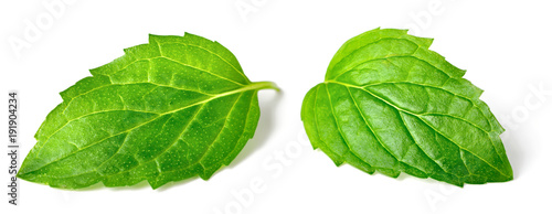 fresh peppermint leaves isolated on white