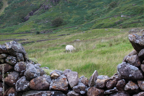 Sheep behind gap in stone wall 