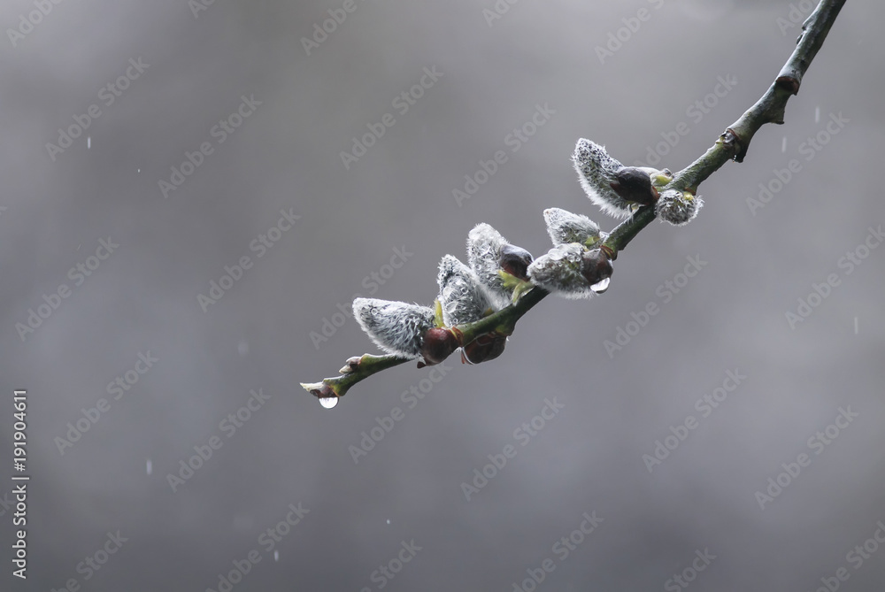 soft fluffy willow buds covered with rain drops blooming in early spring soft fluffy willow buds covered with rain drops blooming in early spring