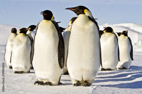 Emperor penguins(aptenodytes forsteri)colonies in Antarctica Fototapete
