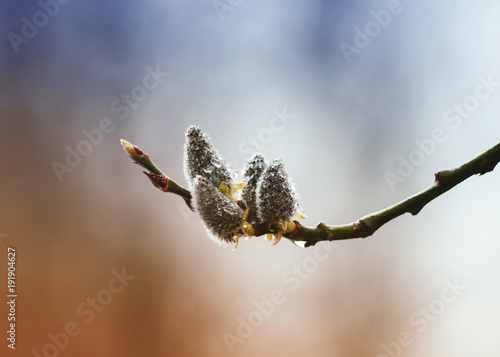 branches soft furry buds of the pussy willow blooming in the spring on a Sunn...