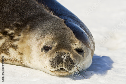 Weddell seal(leptonychotes weddellii)resting on sea ice sea Davis