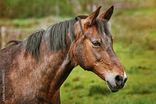 Portrait of the Horse © Sergej Razvodovskij