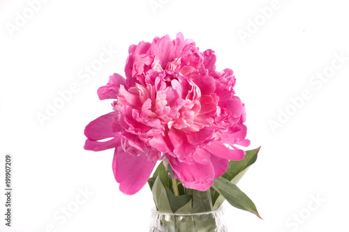 pink summer peony on a white background