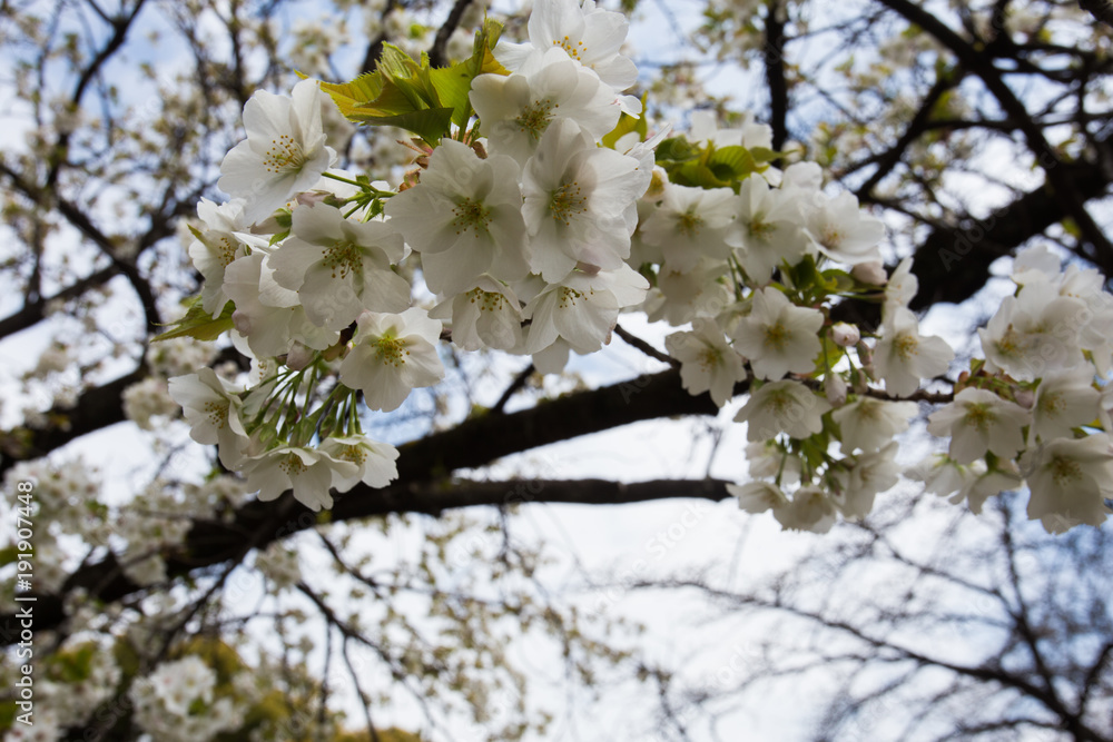 Sakura blossom in Koishikawa botanical Garden Sakura blossom in Koishikawa botanical Garden