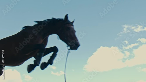A black horse jumps over an obstacle	