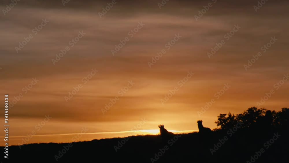 Horses running on a grass field.Sunset shot in slow motion Horses running on a grass field.Sunset shot in slow motion