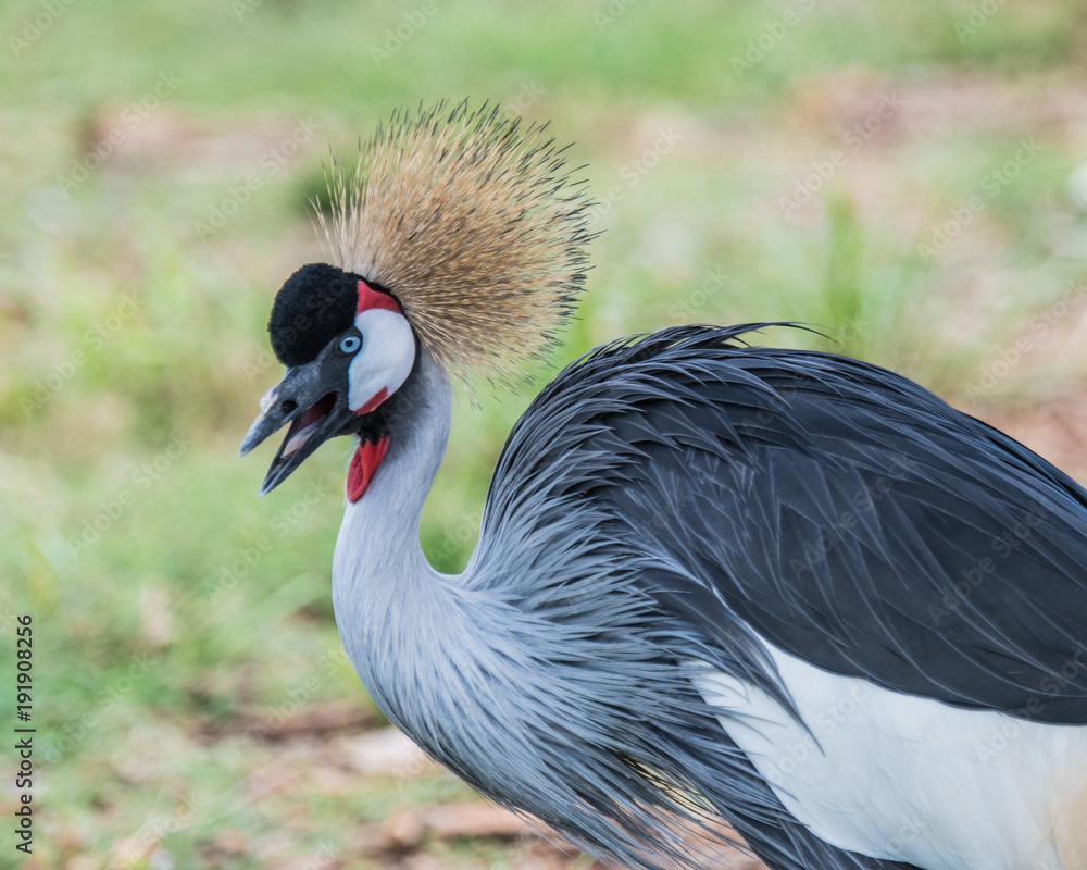 Fototapeta premium Feathered crowned bird with beak open