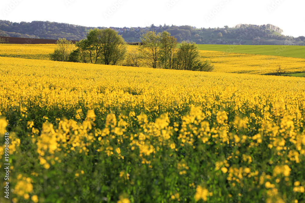 Landwirtschaftliches Feld mit Rapspflanzen