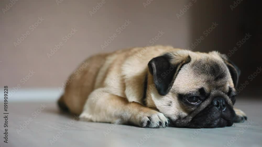 Tired dog, pug, close-up, falls asleep, Tired dog, pug, close-up, falls asleep,