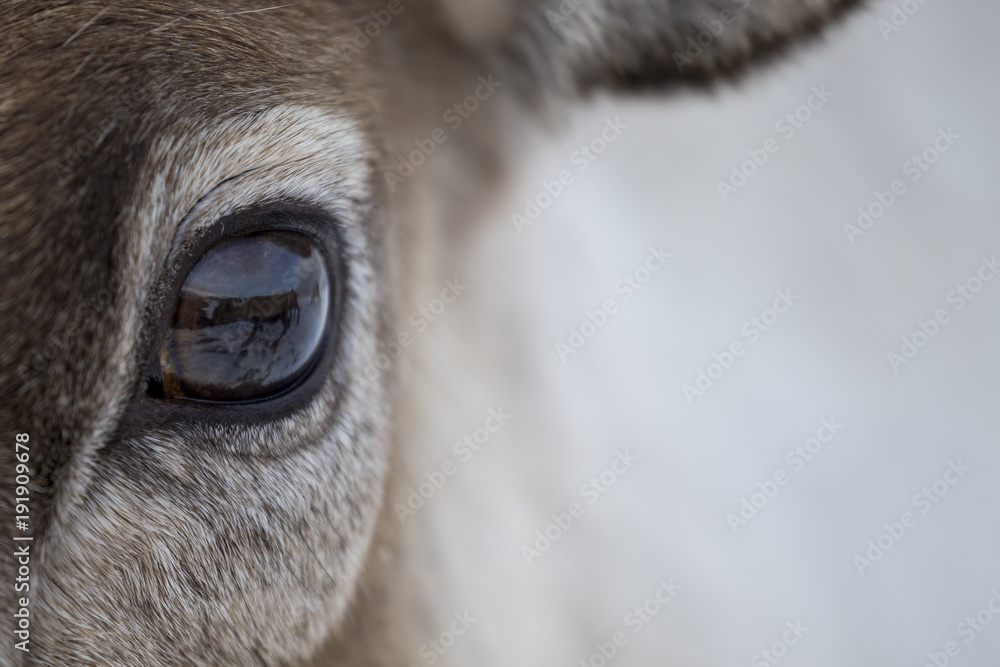 reindeer, Rangifer tarandus, grazing, foraging in the snow on a windy cold winters day on a hill in the cairngorms national park, scotland.