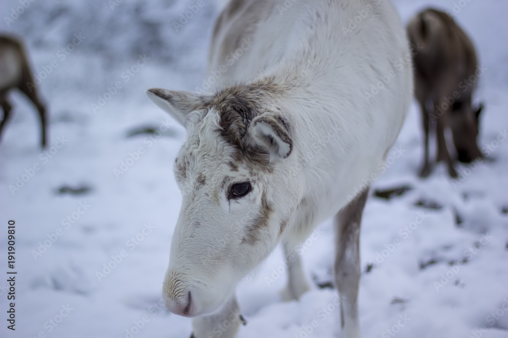 Obraz premium reindeer, Rangifer tarandus, grazing, foraging in the snow on a windy cold winters day on a hill in the cairngorms national park, scotland.