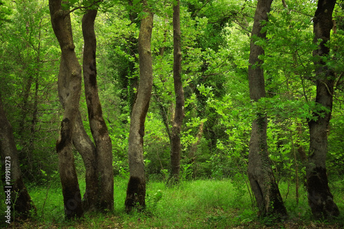 Picturesque tree trunks in a dreamy green temperate forest in Pindus mountain range (Epirus - Greece)
