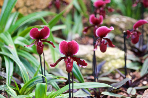 Orchids © Massimo Usai