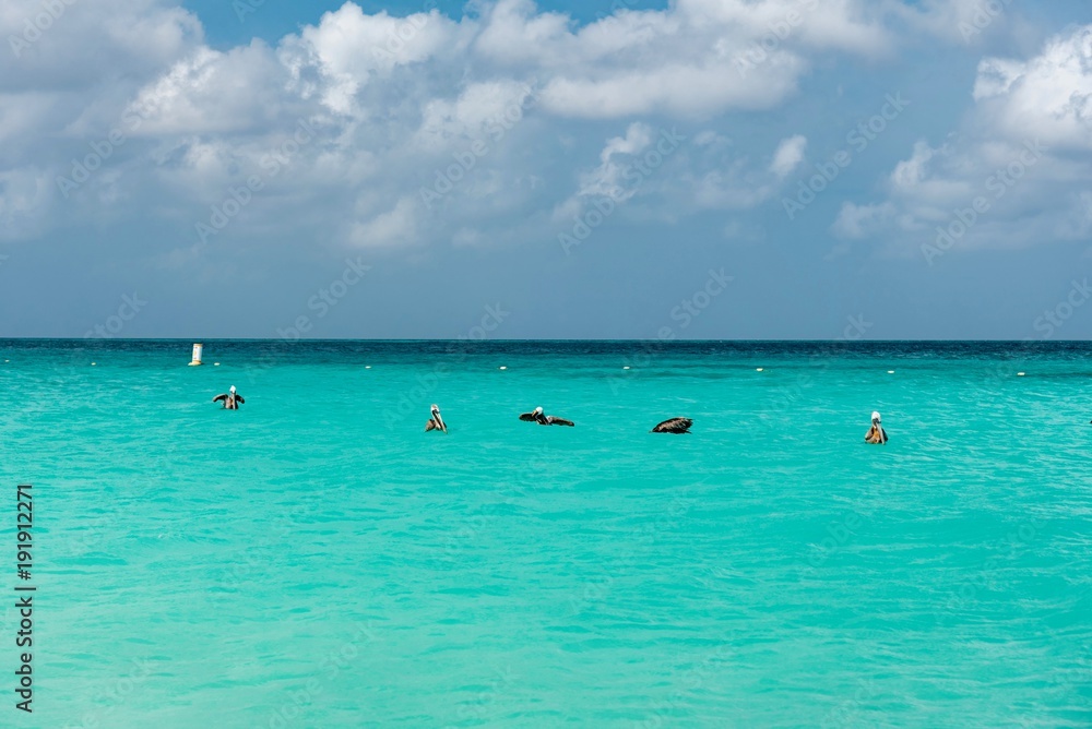 pelicans and seabirds in the Caribbean island of Aruba pelicans and seabirds in the Caribbean island of Aruba