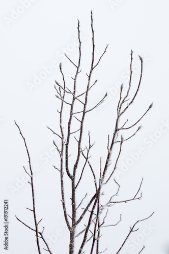 View for frozen top branches of tree.