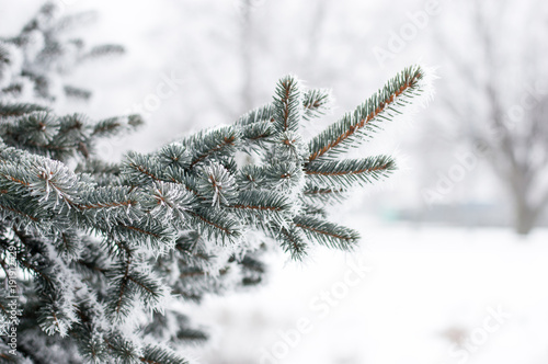 Hoarfrost on a branch of Christmas tree in winter time.