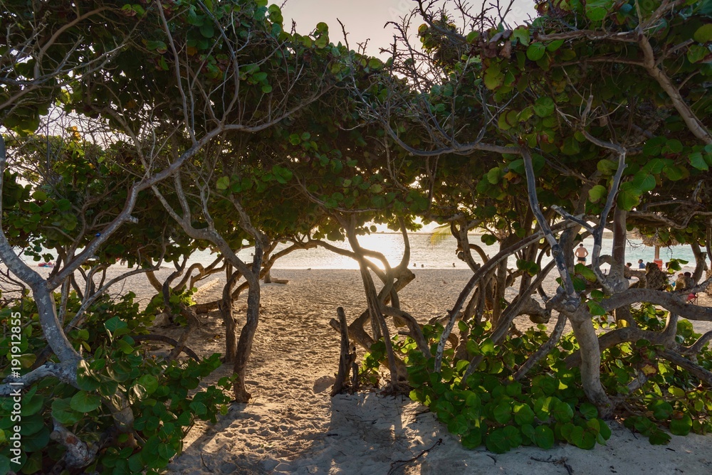 extraordinary sunset on the caribbean with palm trees and white beaches extraordinary sunset on the caribbean with palm trees and white beaches