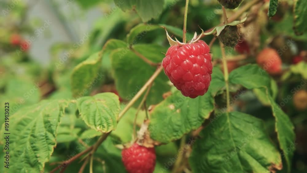 close up of a ripe raspberry on a cane at a farm in westerway, tasmania close up of a ripe raspberry on a cane at a farm in westerway, tasmania