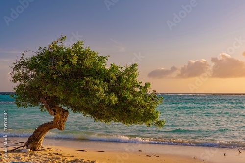 Divi Divi tree at sunset on the Caribbean beach of Aruba
