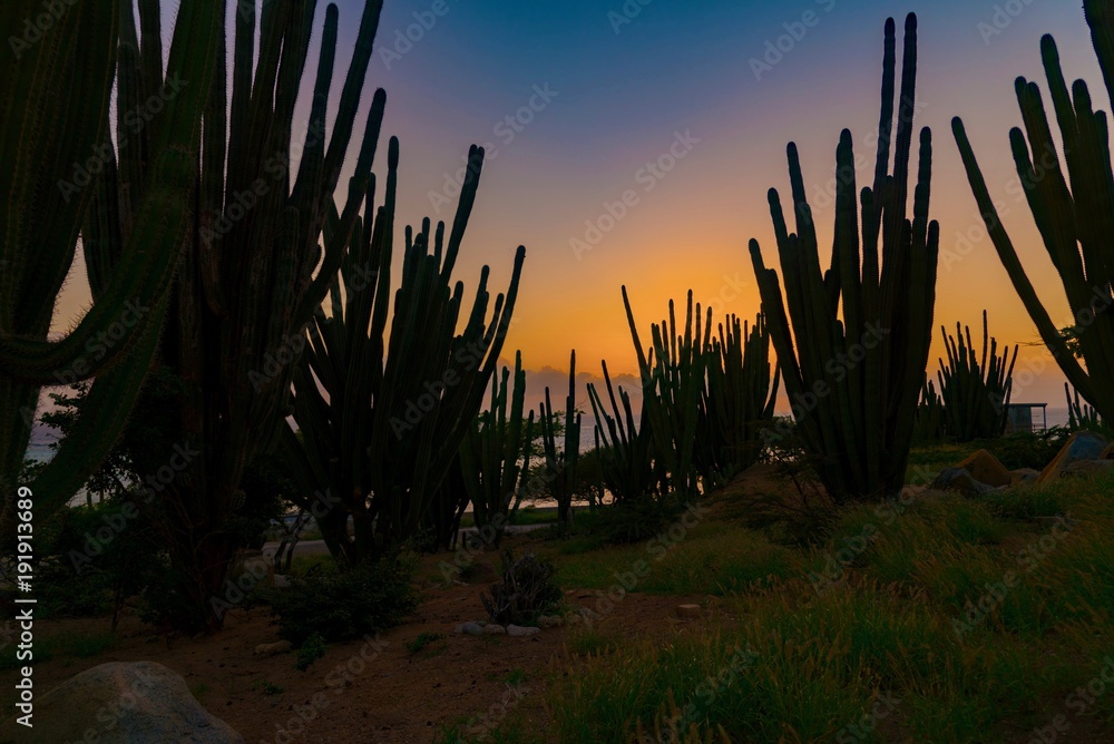 cactus desert at sunset on the Caribbean island of Aruba Netherlands Antilles