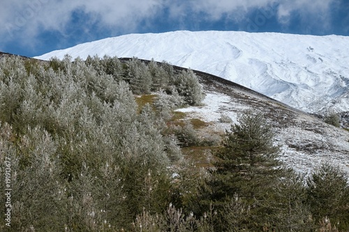 Frozen Pines In Tree Line Of Etna Park, Sicily