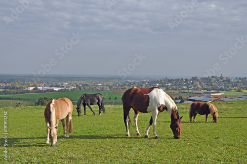 Pferde auf einer Weide © Fotolyse