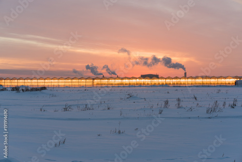 glowing greenhouses in the middle of the field in winter against the background of sunset