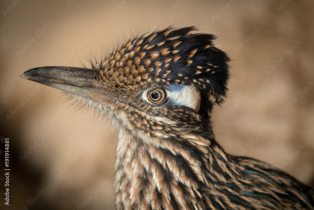 Foto Roadrunner Head and Shoulders