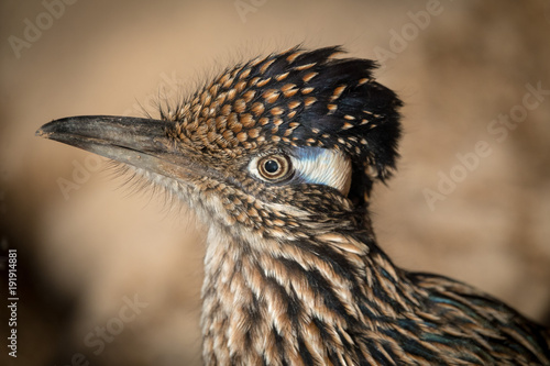 Fotografie Roadrunner Head and Shoulders