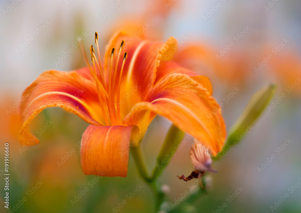 Day-lily. Blooming orange flower in the garden Day-lily. Blooming orange flower in the garden
